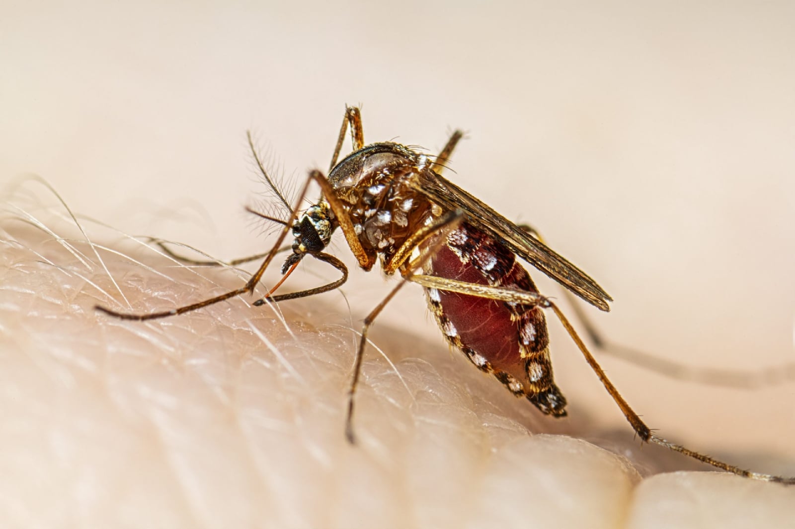 dengue-homepage-thumbnail