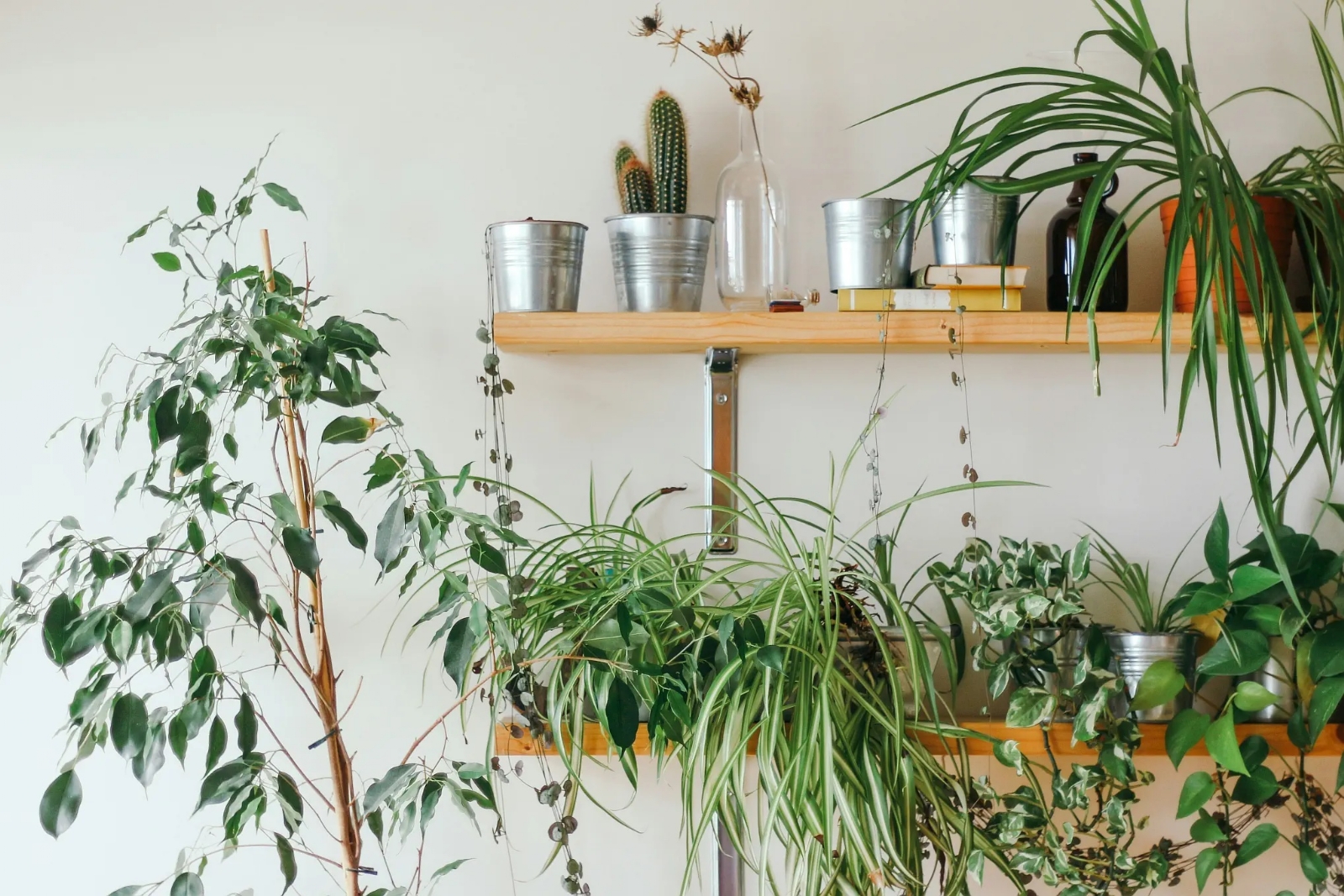 Plantas