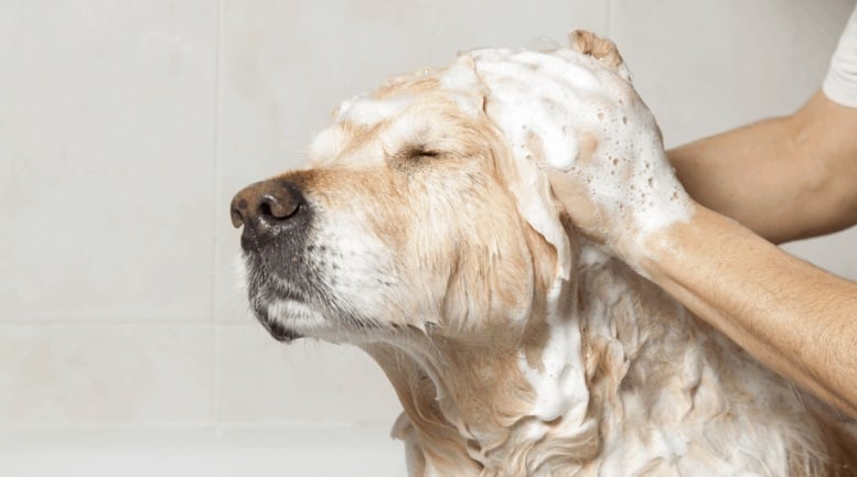 shampoo1