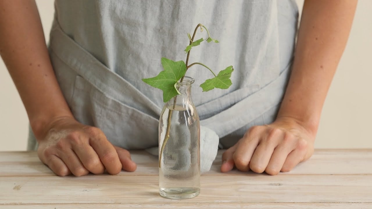Plantas