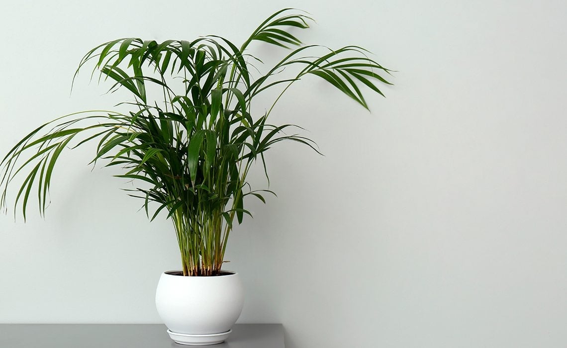 cuidados-planta-kentia-1140x700