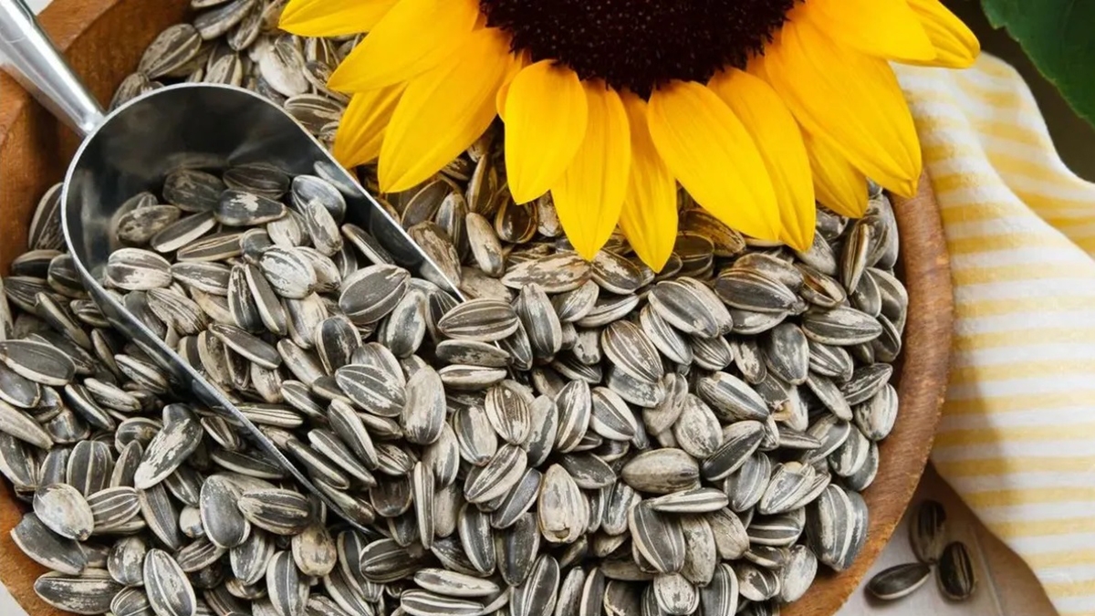 girasol1jpg