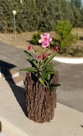 lata3