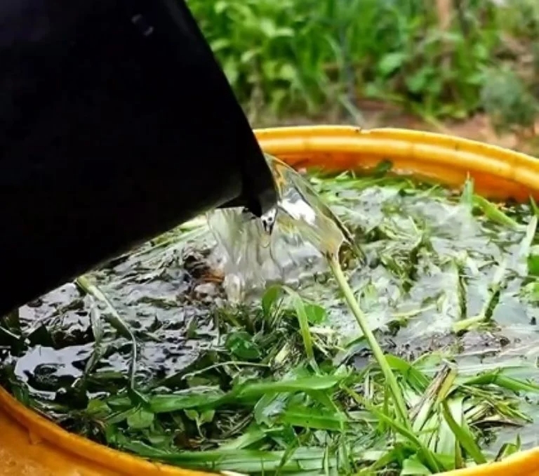 agua