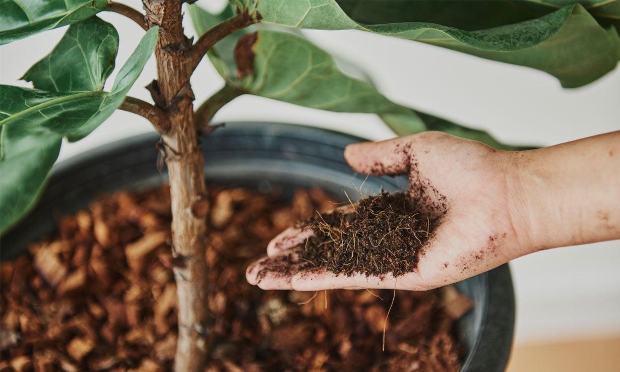 Plantas. Fuente (Instagram)