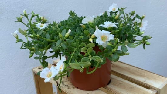 plantas2