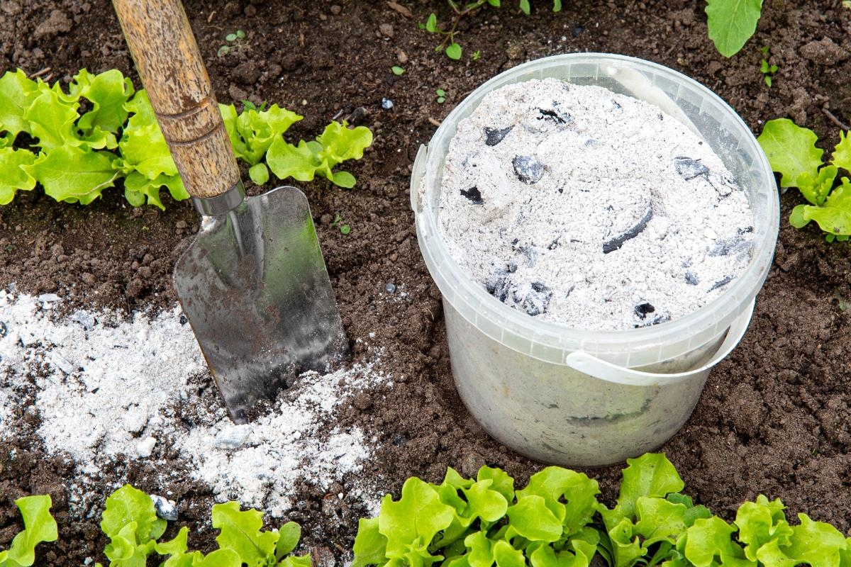 sirven_las_cenizas_como_abono_para_las_plantas_4632_orig