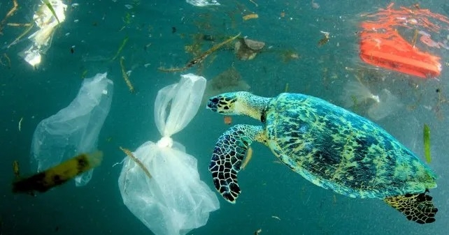 tortuga2p4b-whatsapp-image-2023-02-23-at-131945jpeg