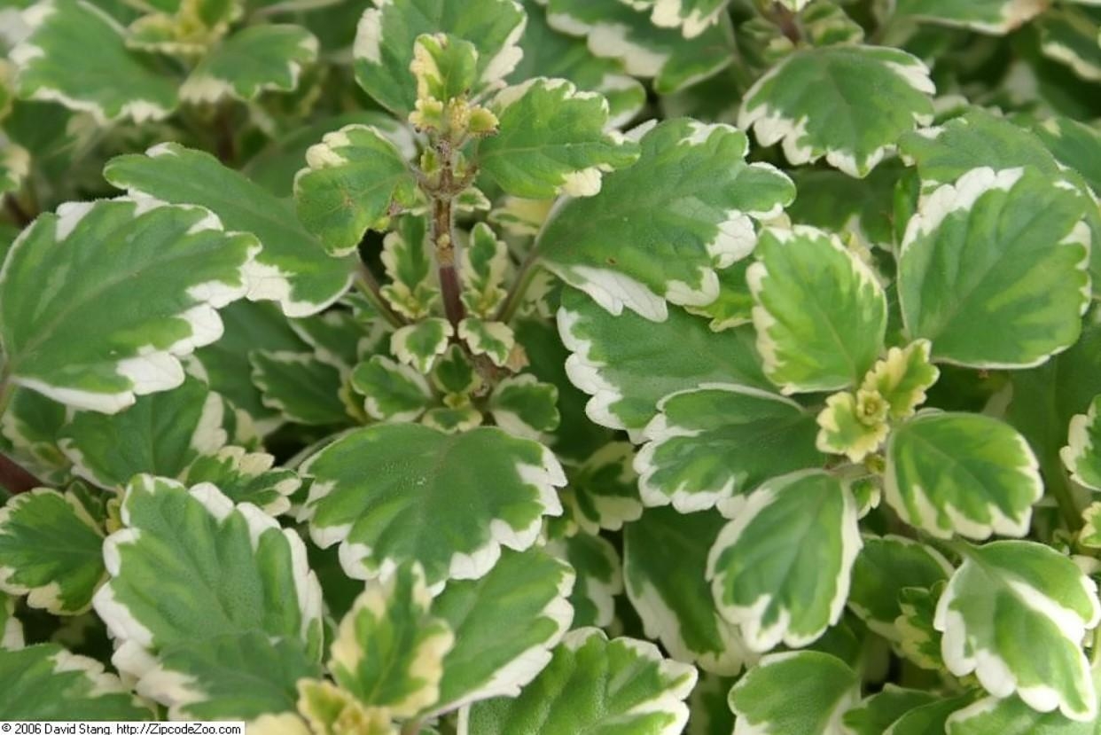 como_cuidar_la_planta_de_incienso_o_falso_incienso_52208_orig