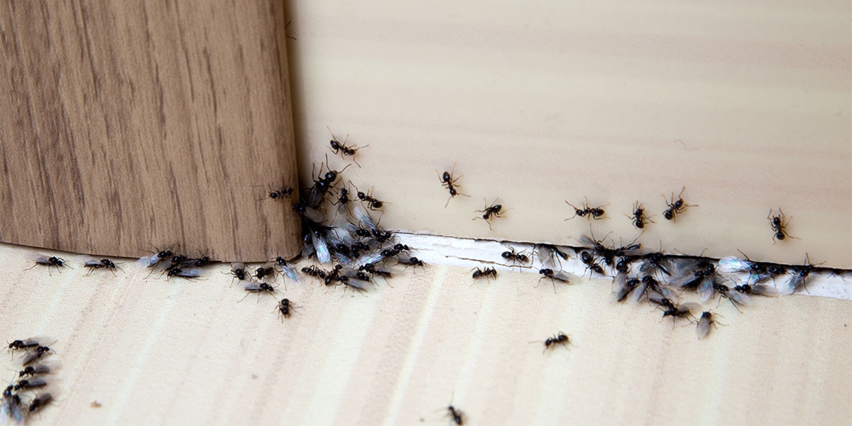 como-eliminar-las-hormigas-de-la-casa