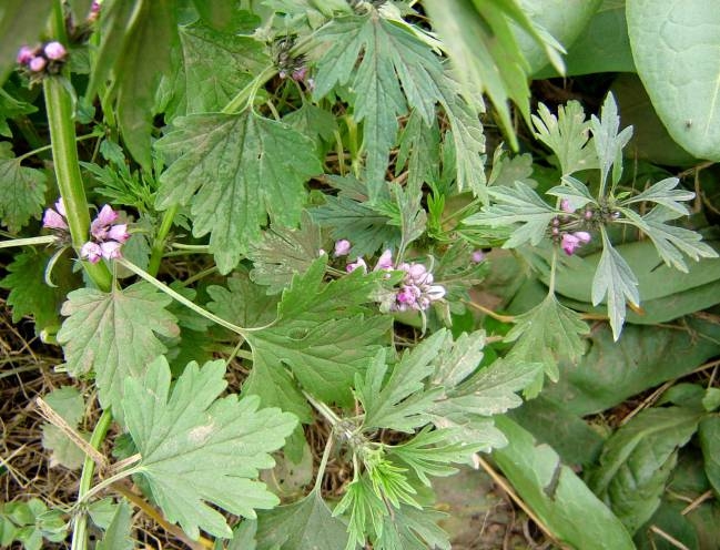 plantas1
