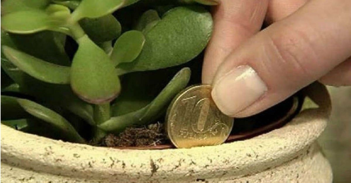 Planta 4