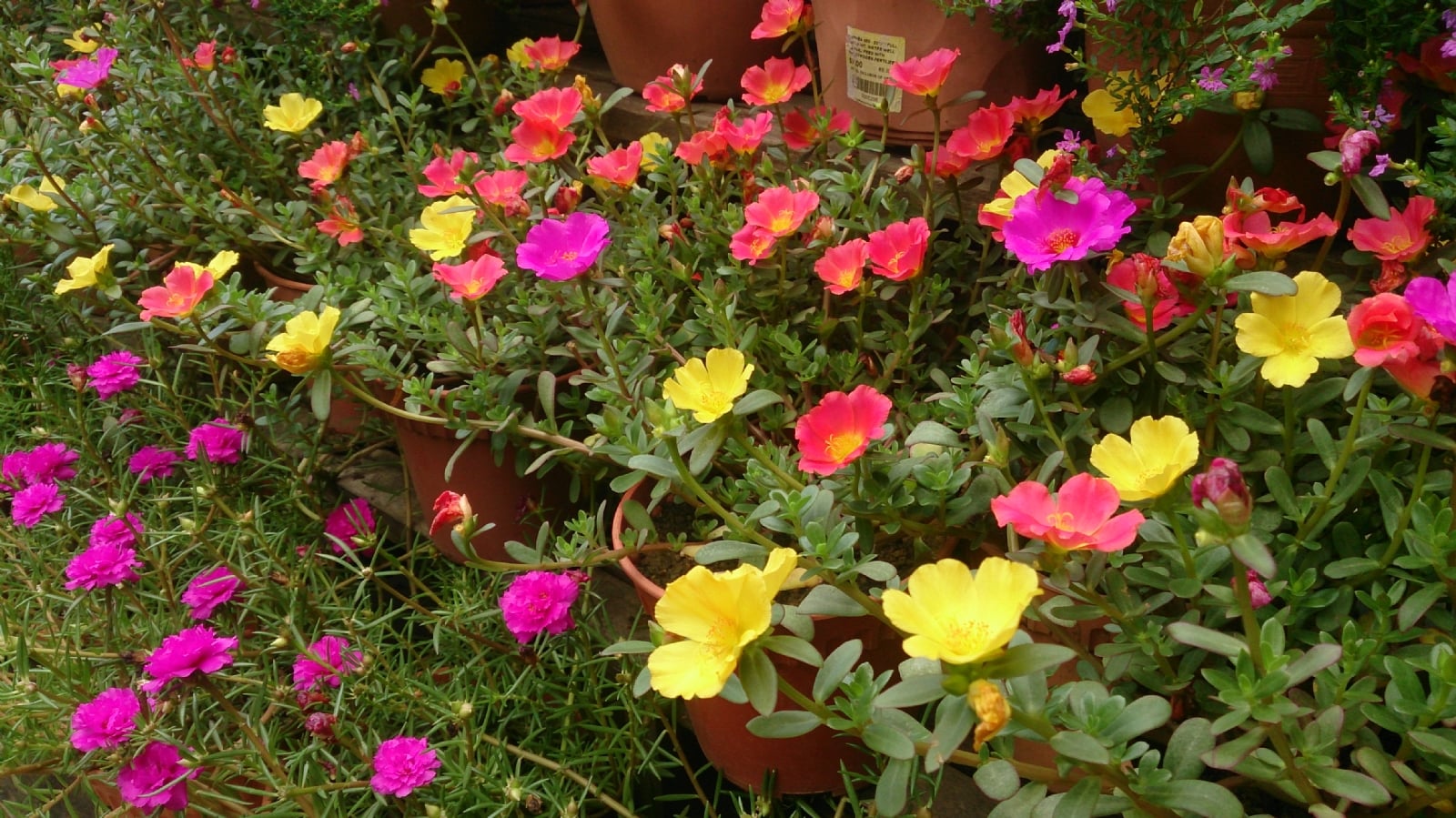 Purslane_(Portulaca_oleracea)_3