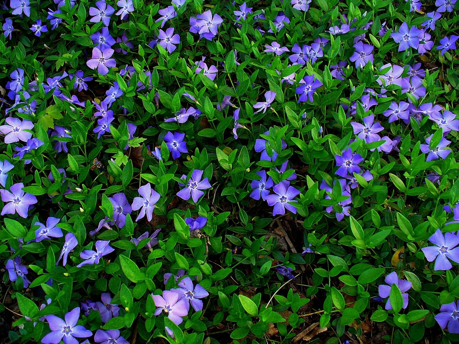 Vinca_minor