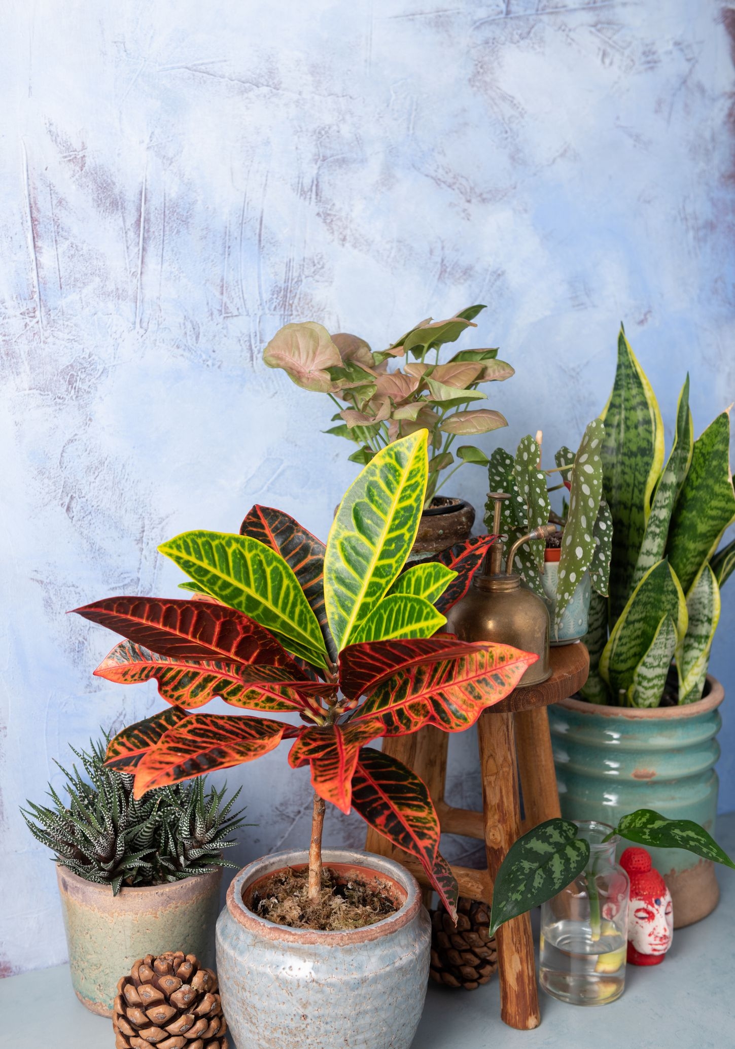 croton 1