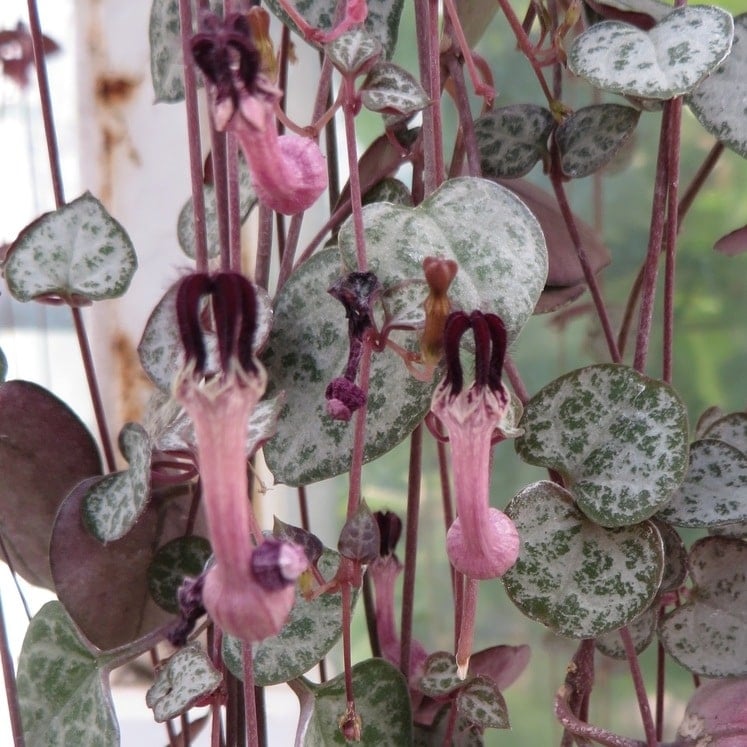 Ceropegia-woodii-4