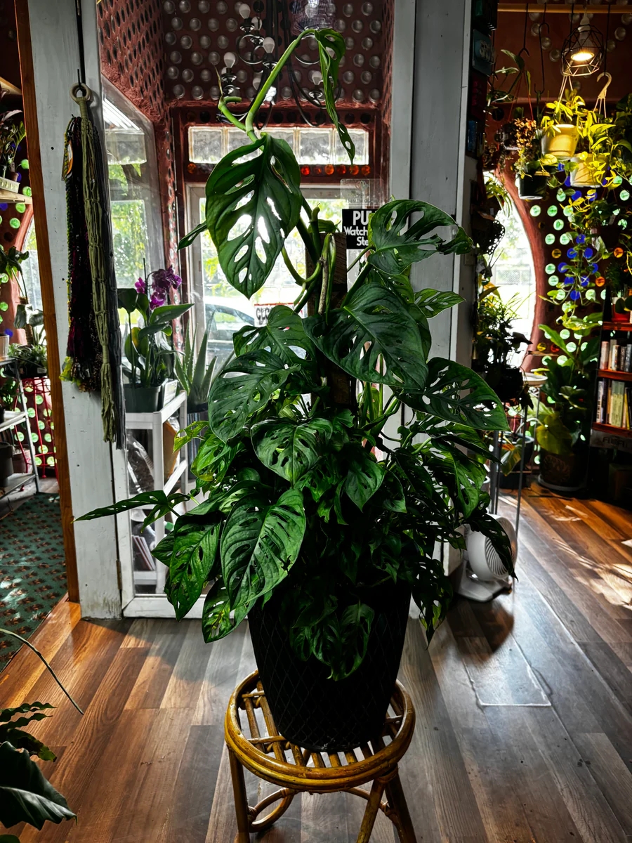 monstera adansonii 1