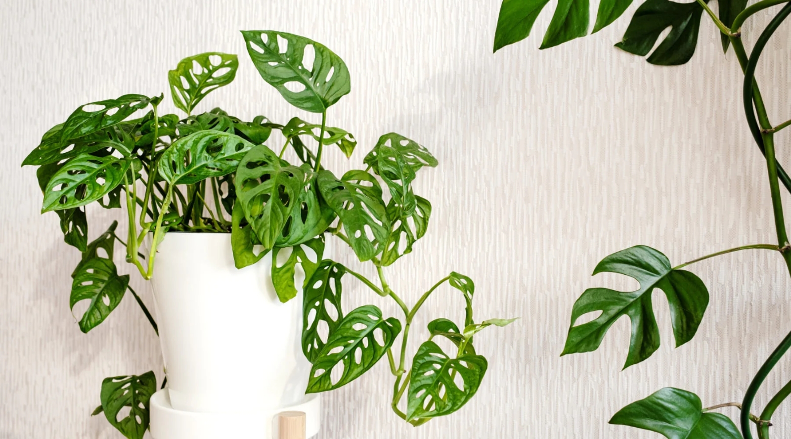 monstera adansonii 3