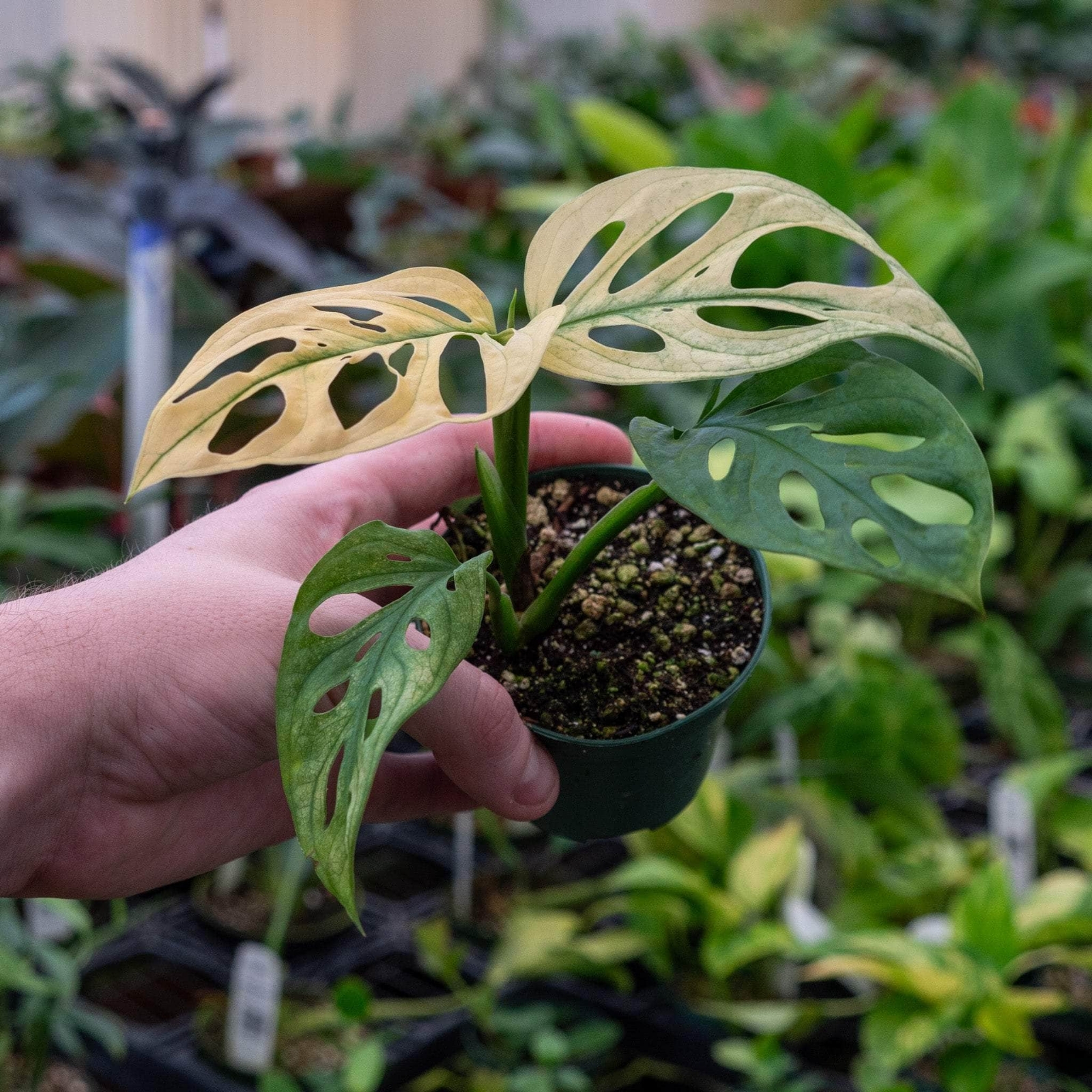 monstera adansonii