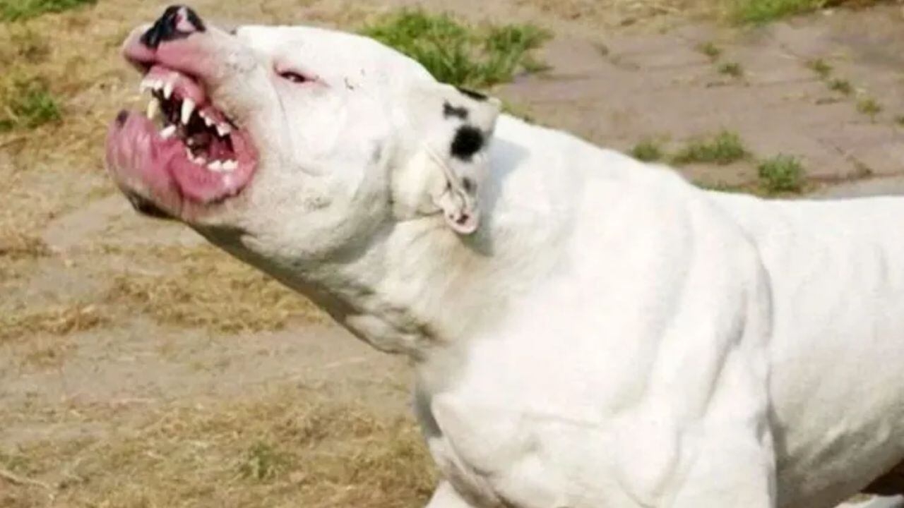 dogo argentino