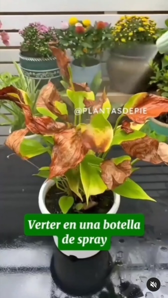 Plantas 4