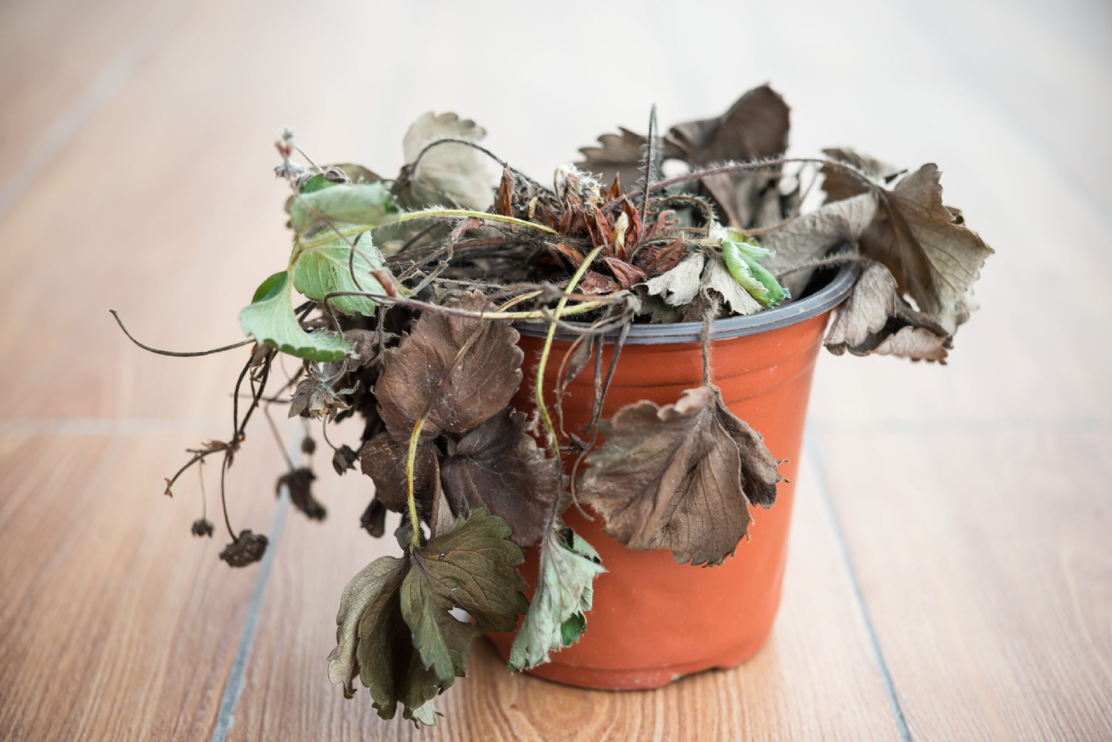 Plantas