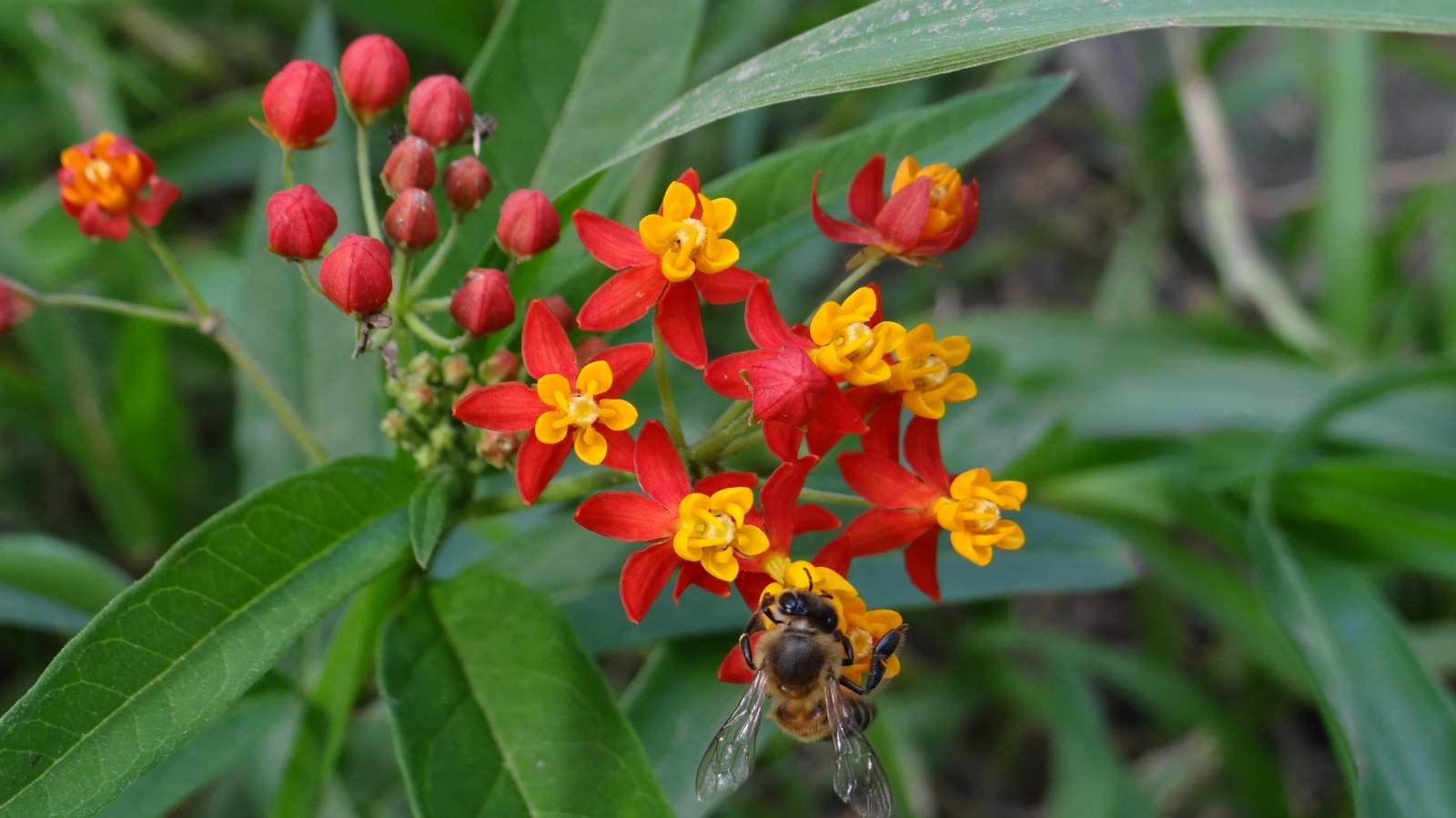 asclepias 1