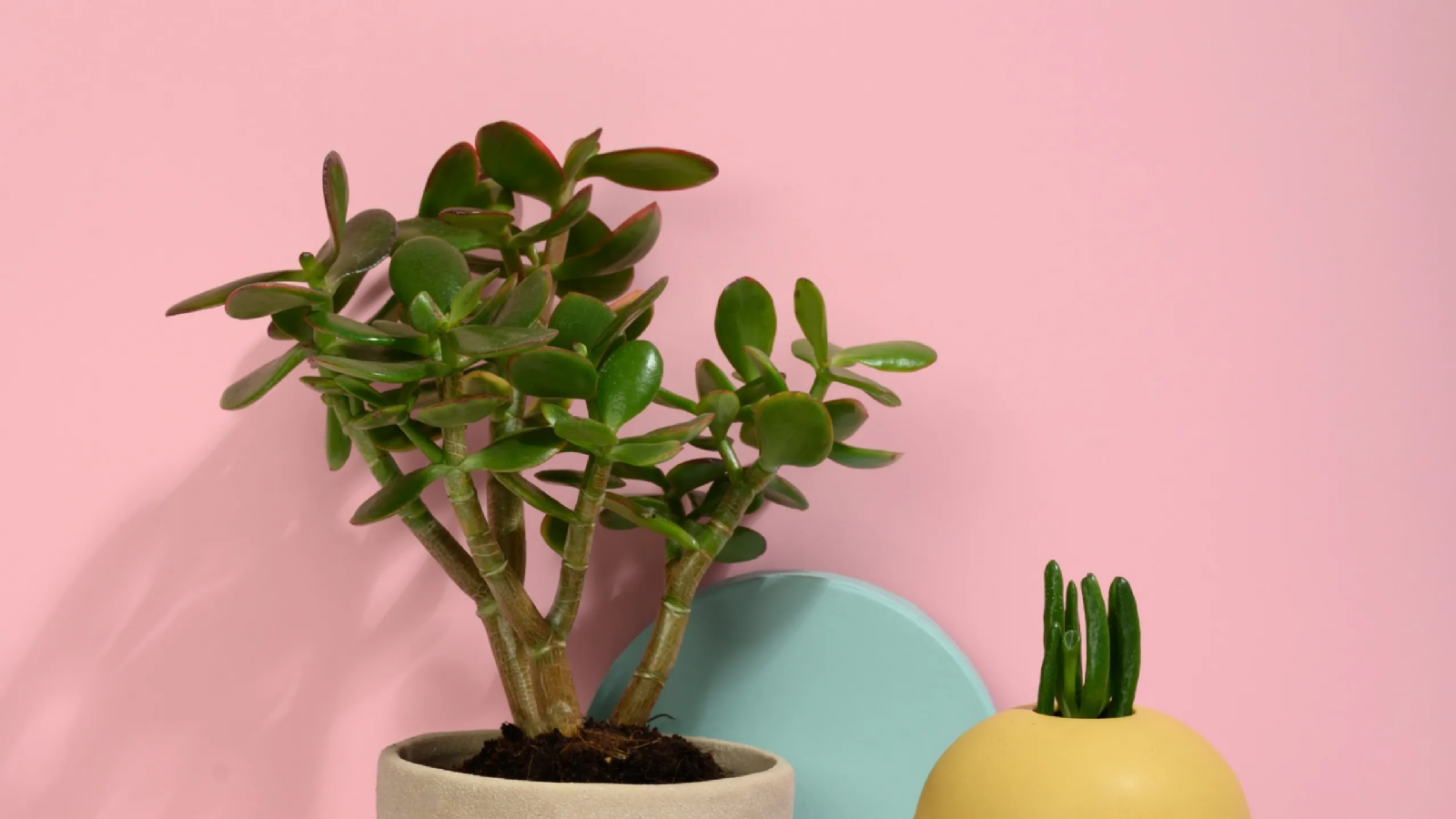 plantas
