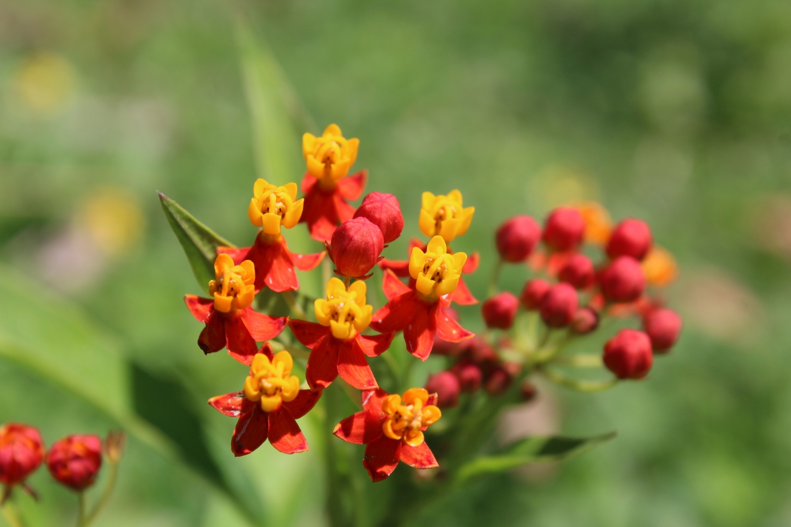 asclepias
