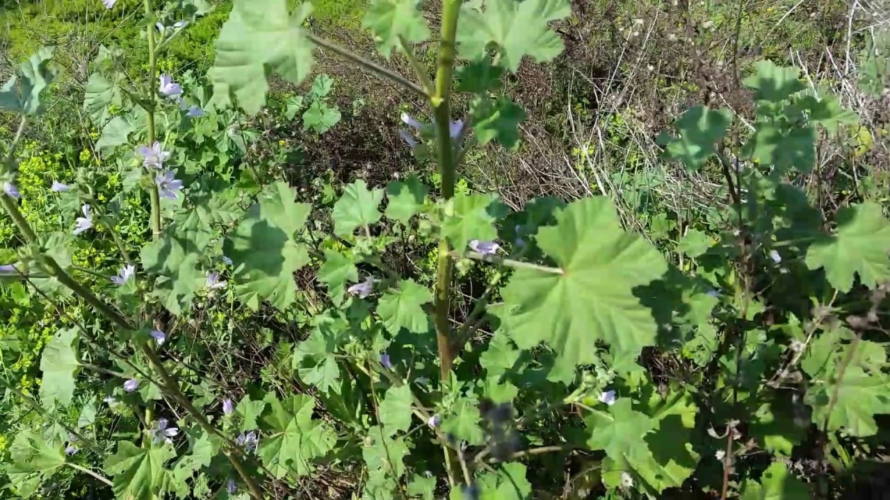 Planta