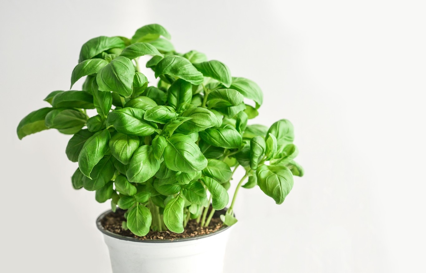 albahaca2
