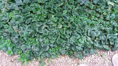 plant 1