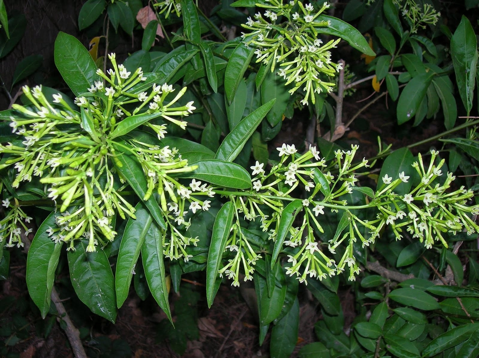 cestrum-nocturnum-detalle-flores