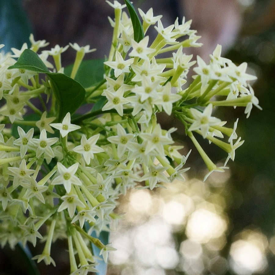 cestrum-nocturnum-galan-de-noche_02