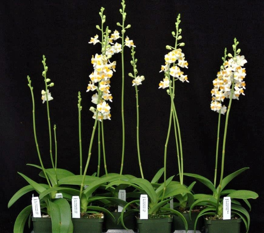 orquidea 1