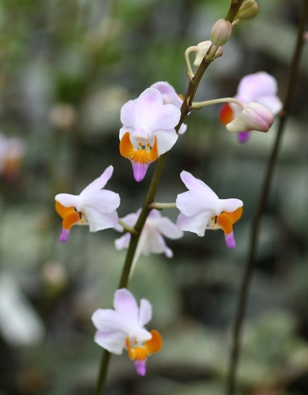 orquidea 2