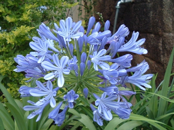 Agapanthus_africanus