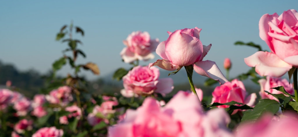 rosas 1