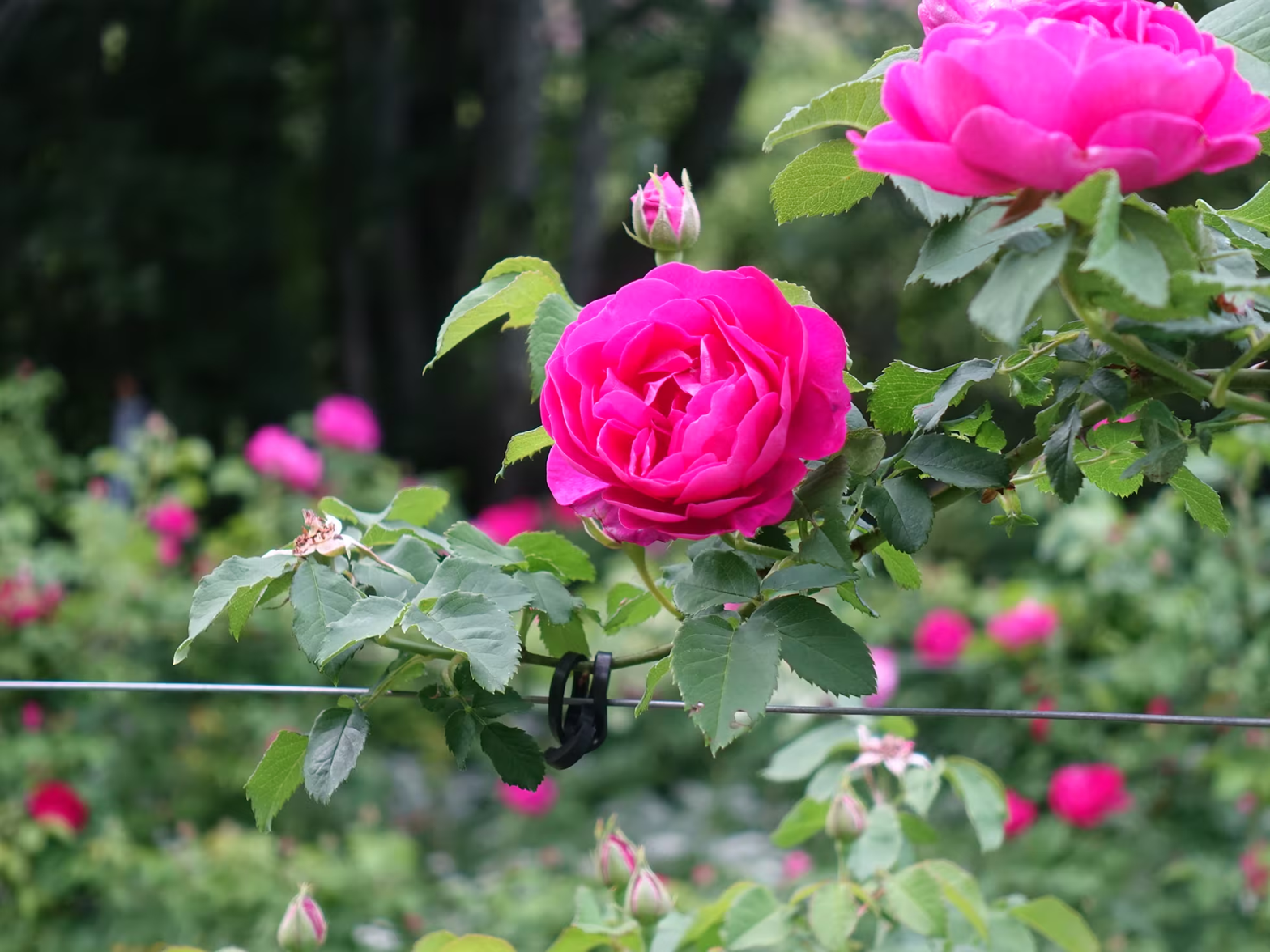 rosas