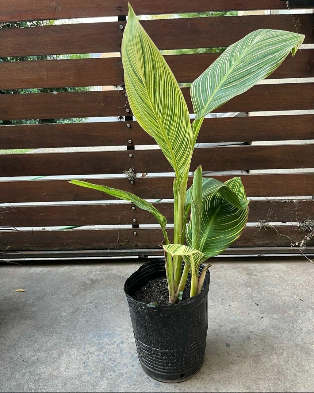 plantas xl 1