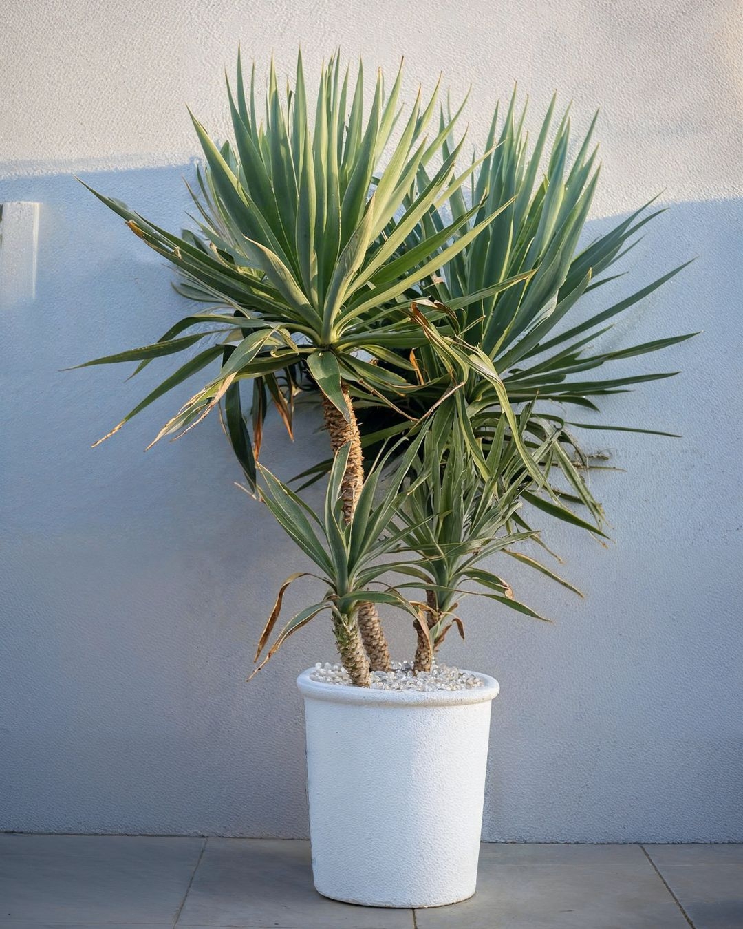 plantas xl 2