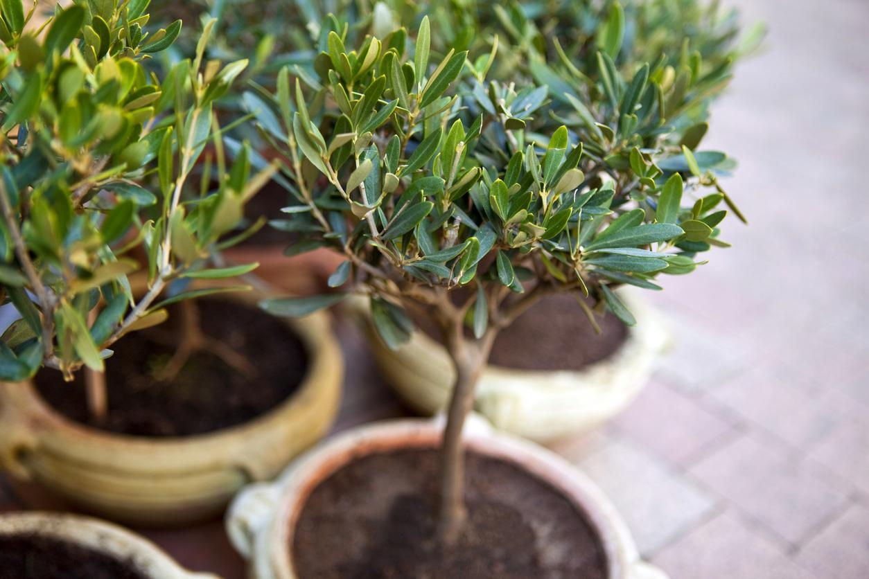 plantas xl 3