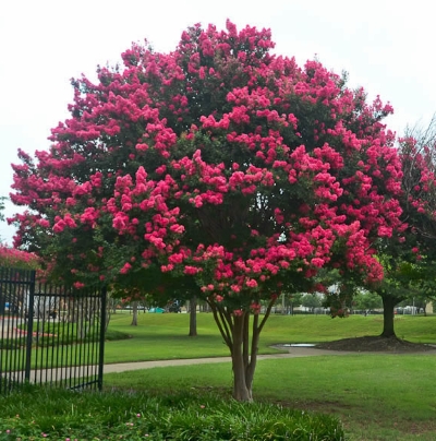 arbol crespón