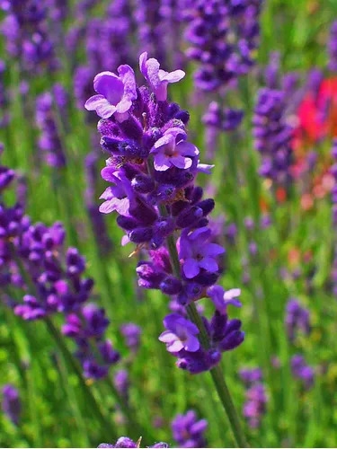 Lavanda