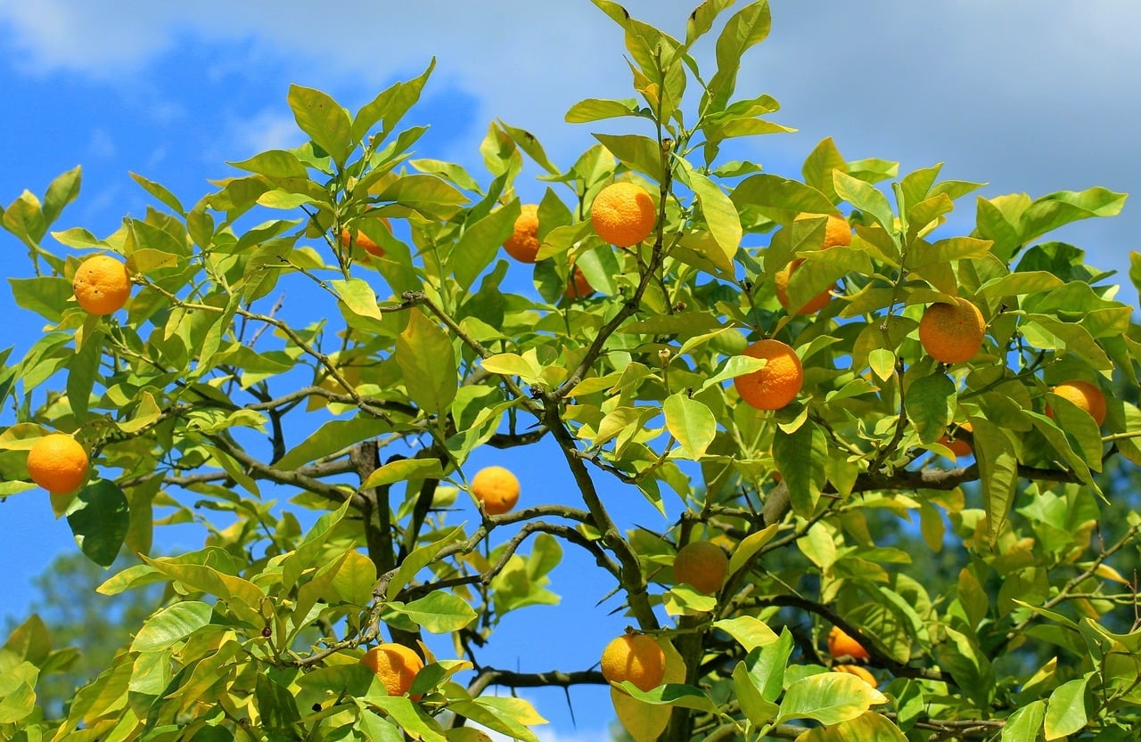Árboles frutales