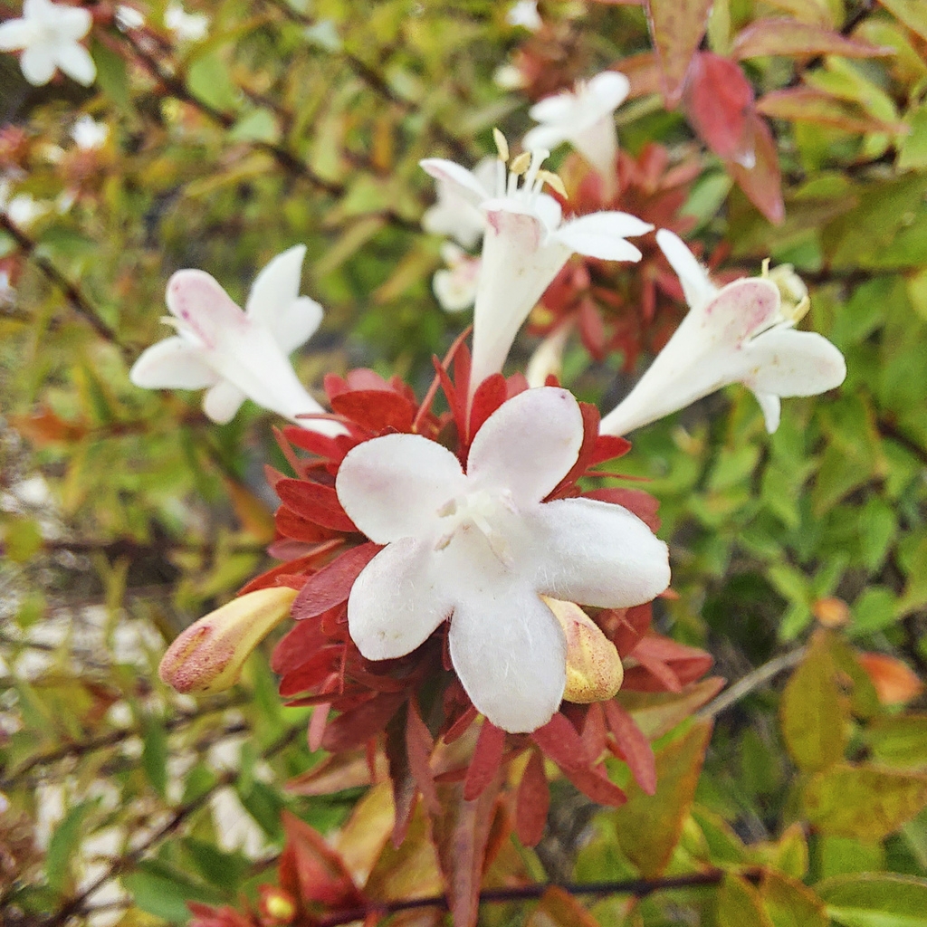abelia-grandifloroa-