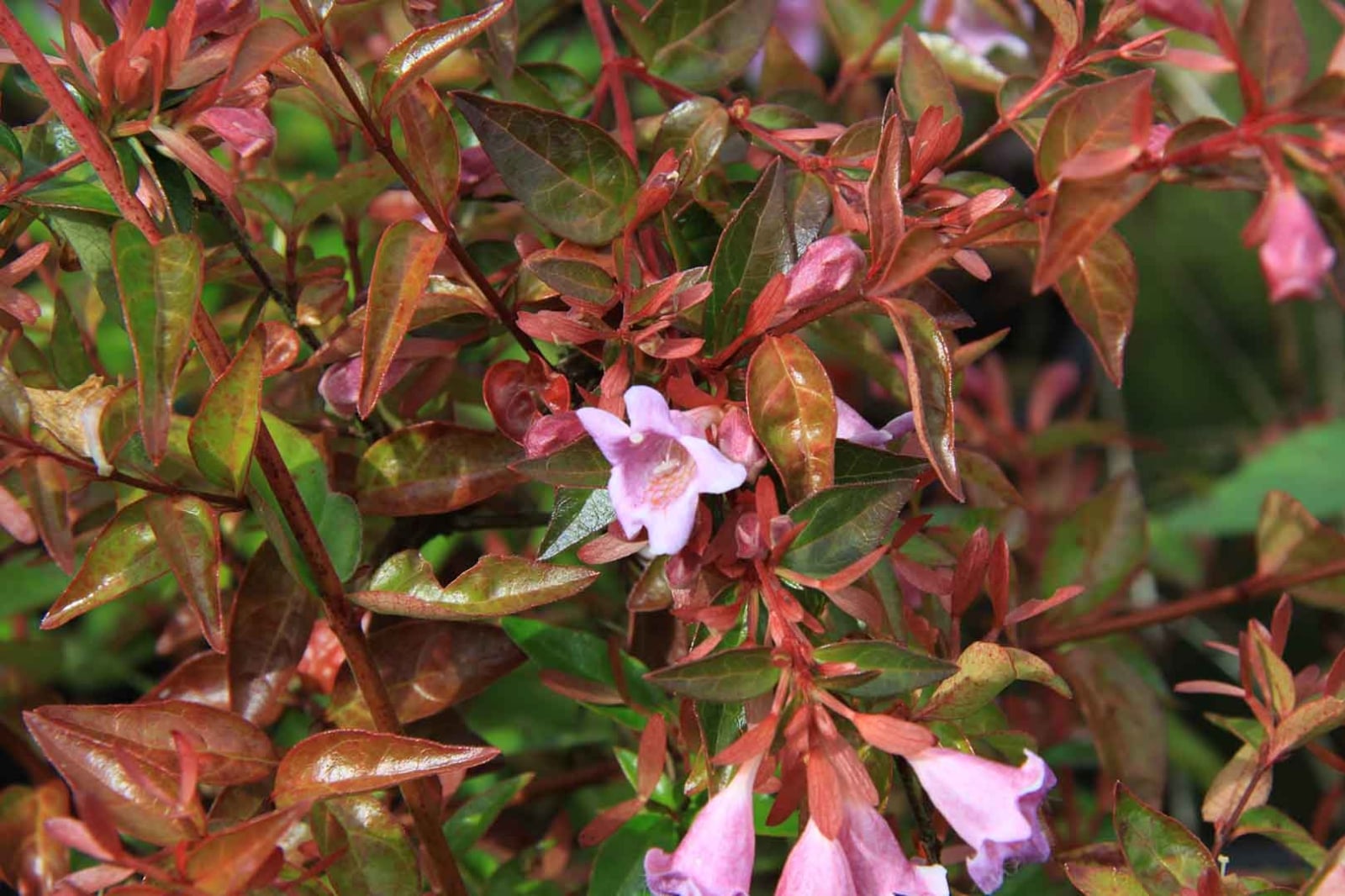 abelia-flor