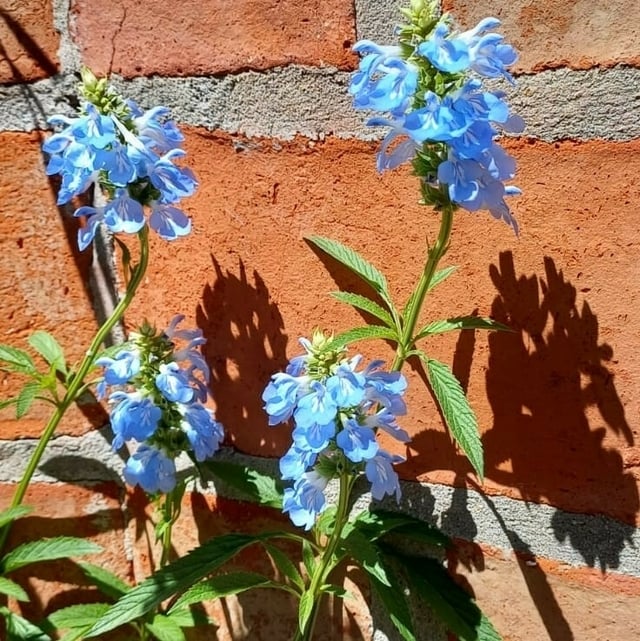 salvia uliginosa 2