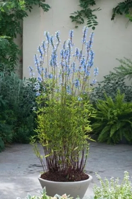 salvia uliginosa 3