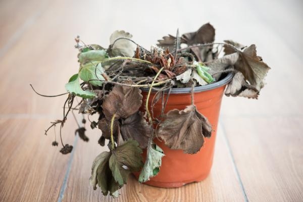 plantas secas w